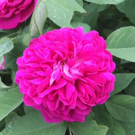 Rheingauzuhause Mit Privatpool * 웨스트리크윈켈