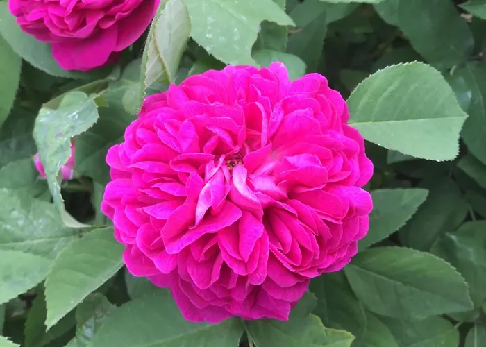 Rheingauzuhause Mit Privatpool * Oestrich-Winkel